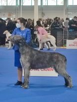 Arion in Budapest European Dog show in 29.12.2021 Excellent 2, Res CAC
